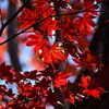 吉野山の紅葉