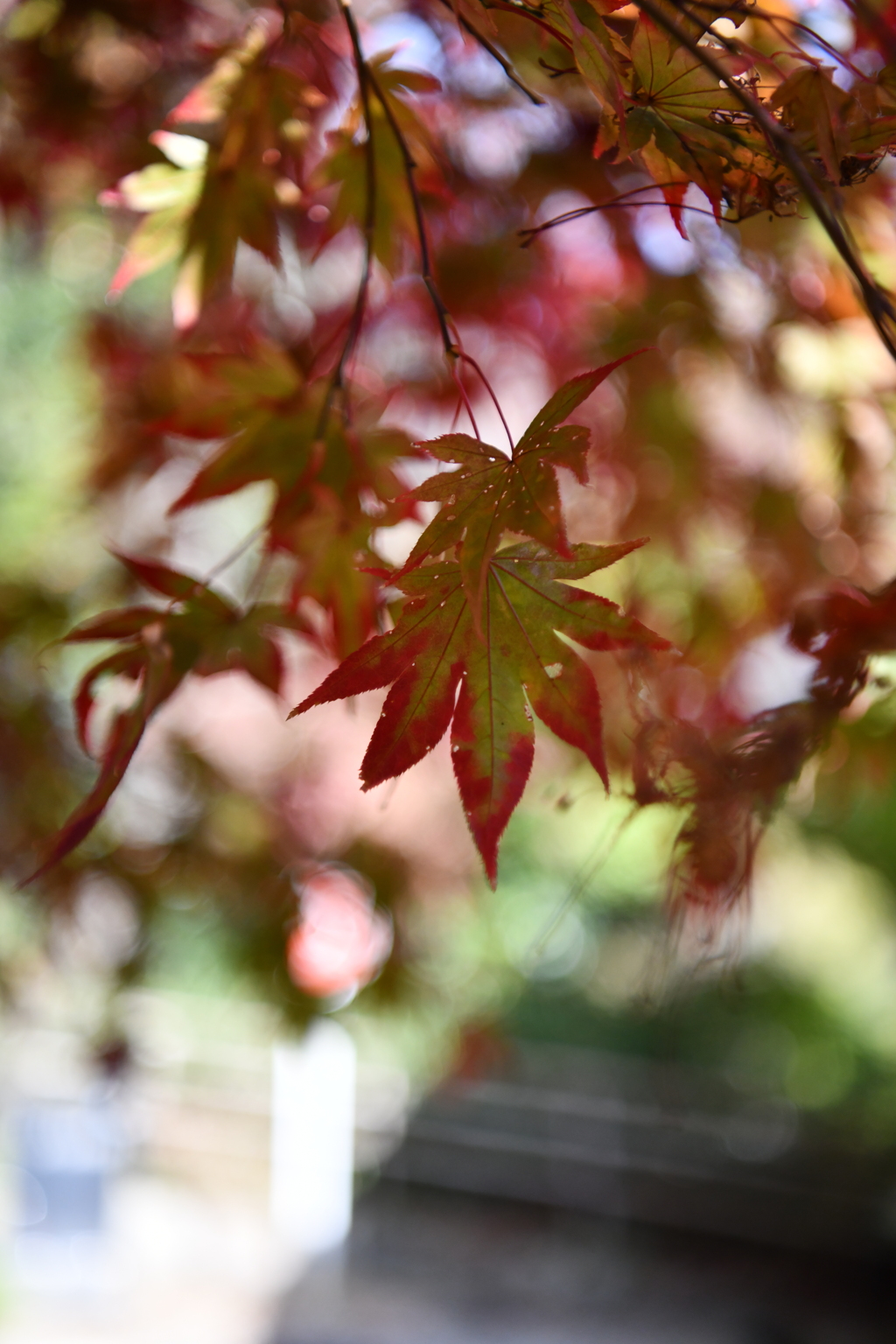 これから紅葉