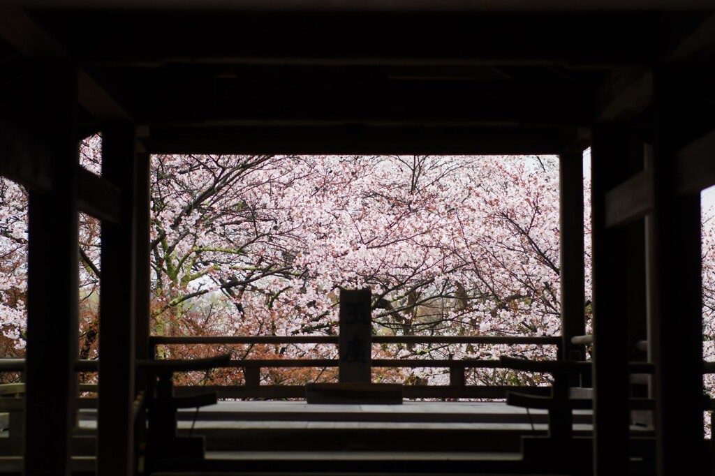 石山寺にて桜