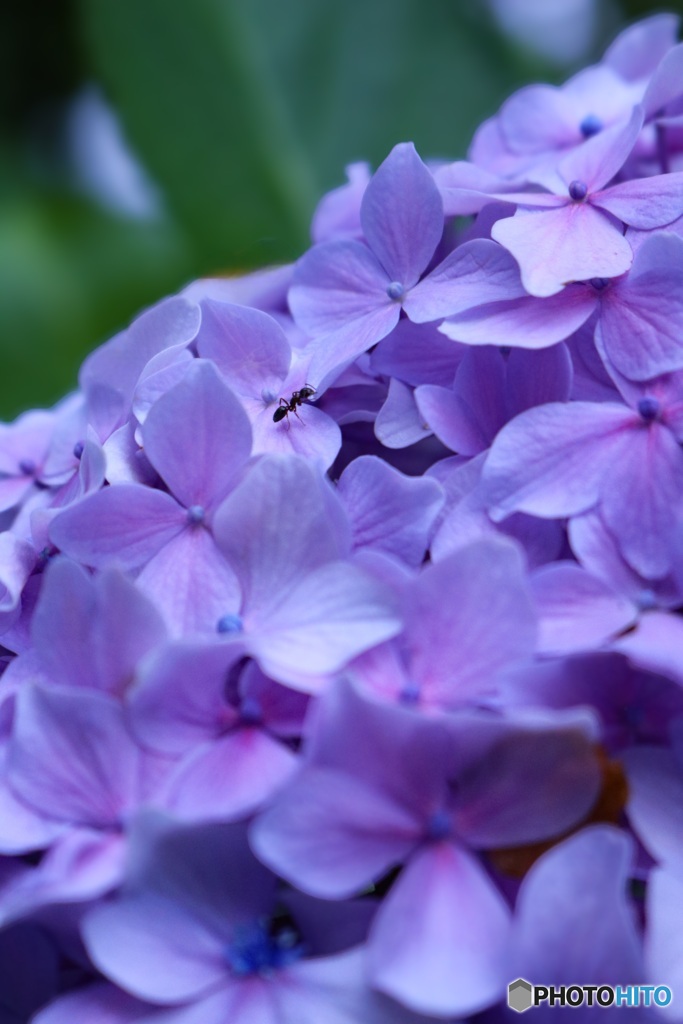 雨上がりの紫陽花