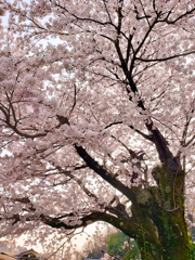 日本の桜