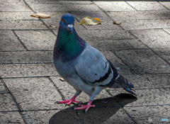 イケメンな鳩