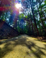 夏の山道