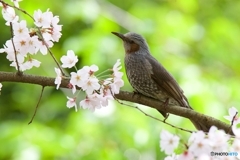 ヒヨドリと桜