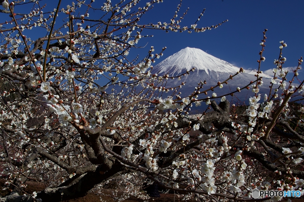 富士山と梅