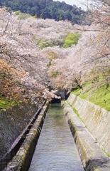 琵琶湖疏水の桜並木