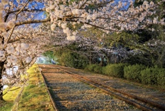 蹴上インクラインの夜桜