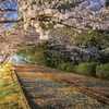 蹴上インクラインの夜桜