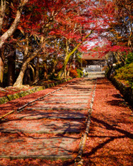 毘沙門堂門跡の紅葉の絨毯