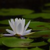 夏の花　水に浮かぶスイレン...