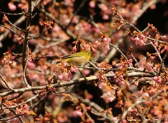 お花見