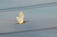 珍鳥は突然に