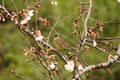 桜とアオジ