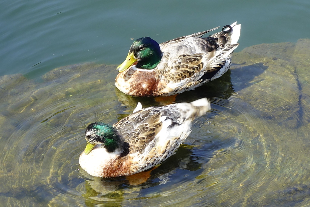 番い鳥?何気ないぶらり