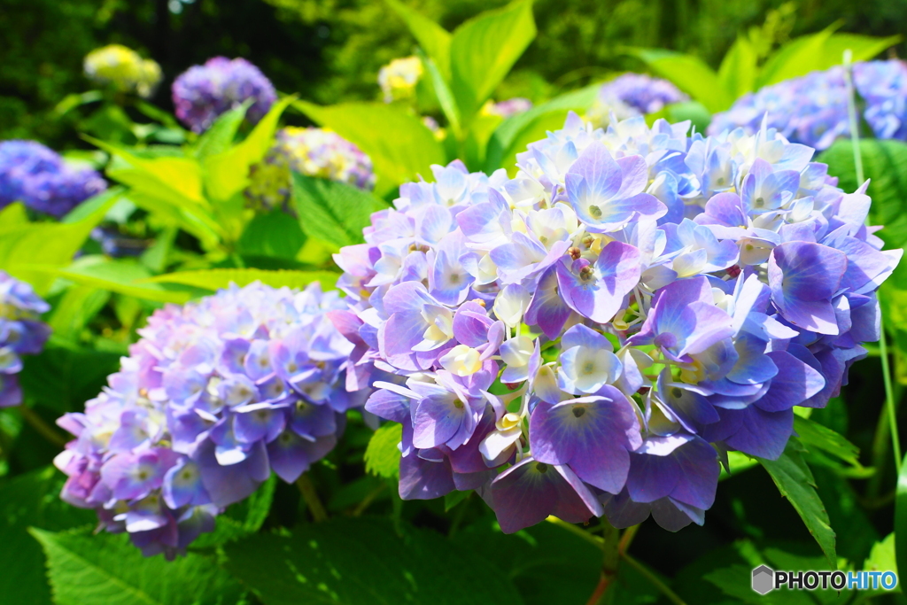 花菖蒲園にイテキタ