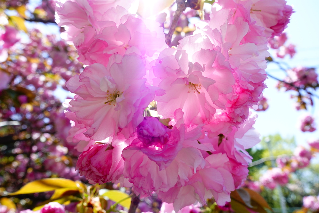 八重桜二重奏