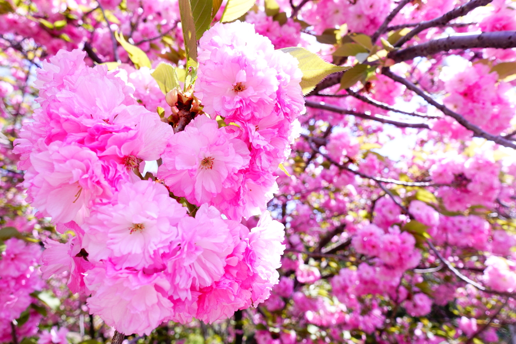 楽しもう　豪快八重桜→鮮やか緑