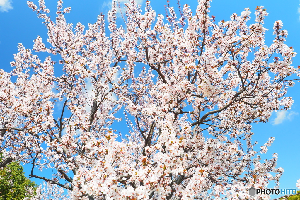 2023同時公開-河津桜・ヤマザクラ