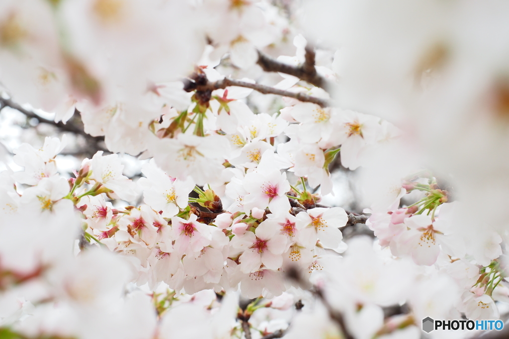2023同時公開-河津桜・ヤマザクラ