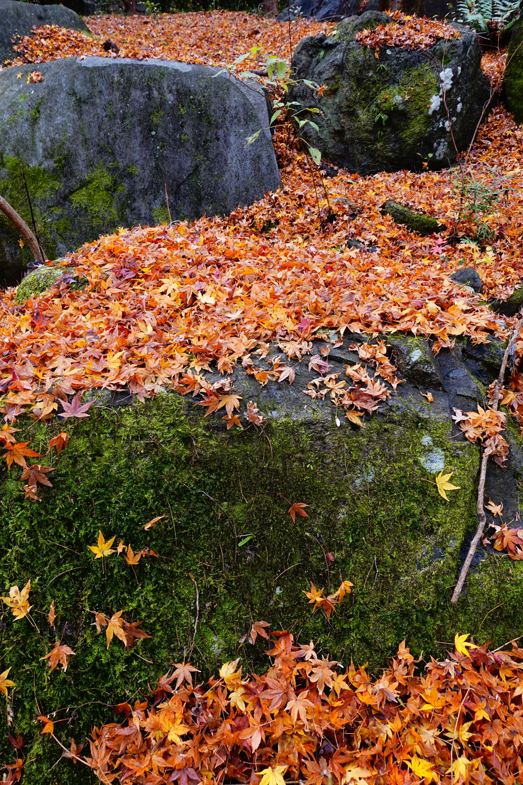 次の緑～紅になります　ように