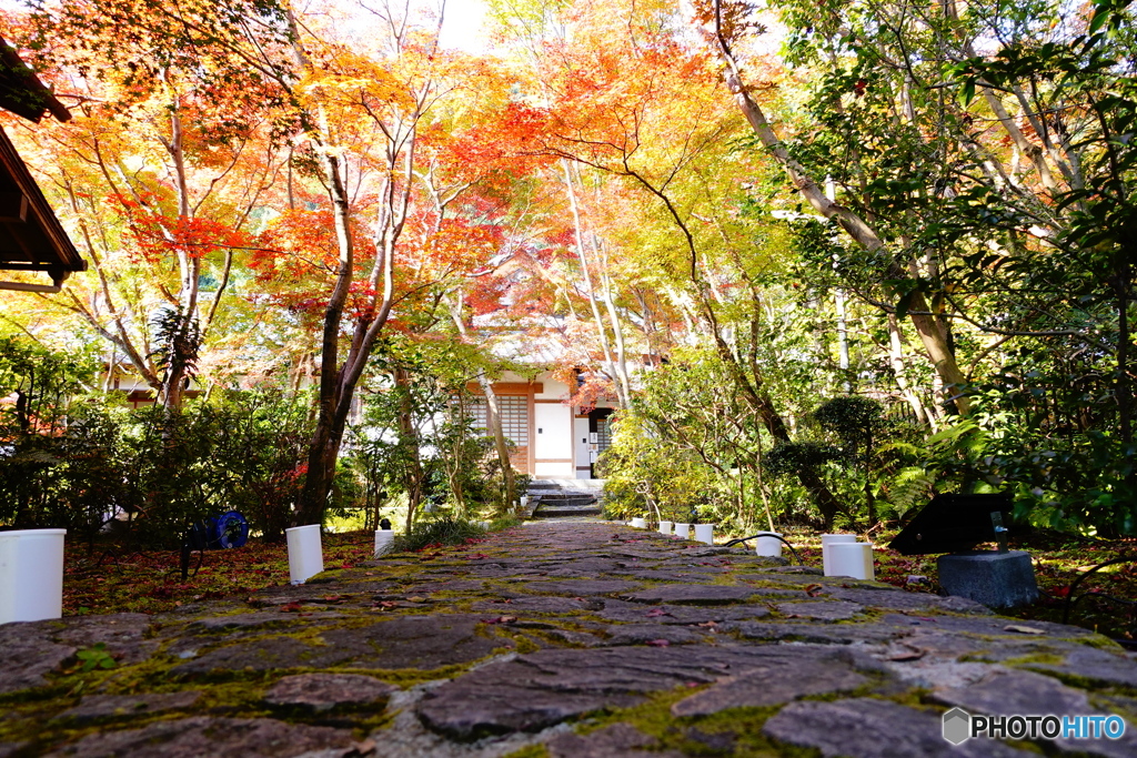 紅い実の京都　