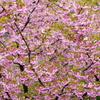 お先に。河津桜次の季へ