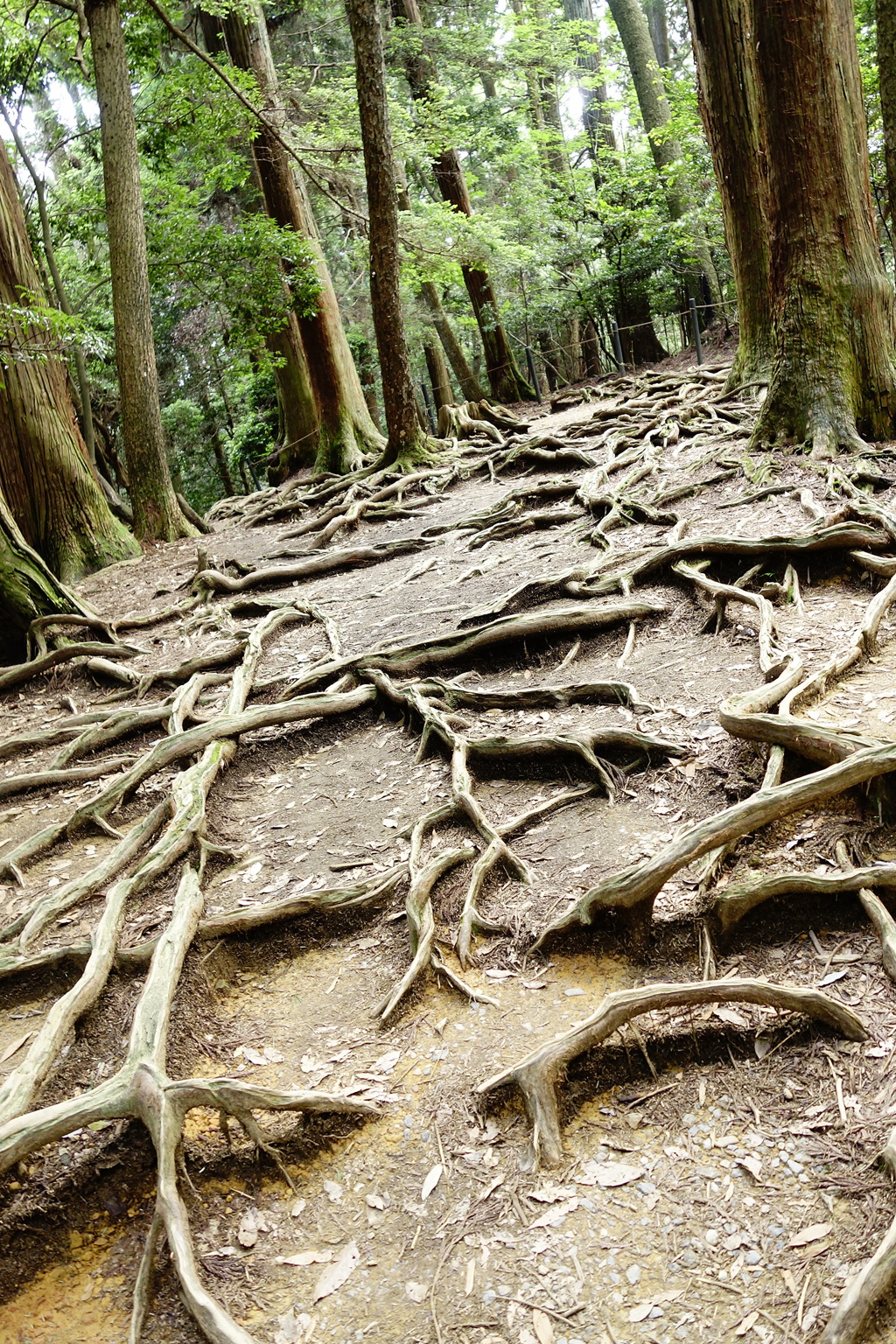 鞍馬寺 木の根道