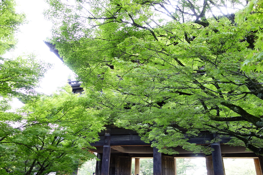 社と涼緑