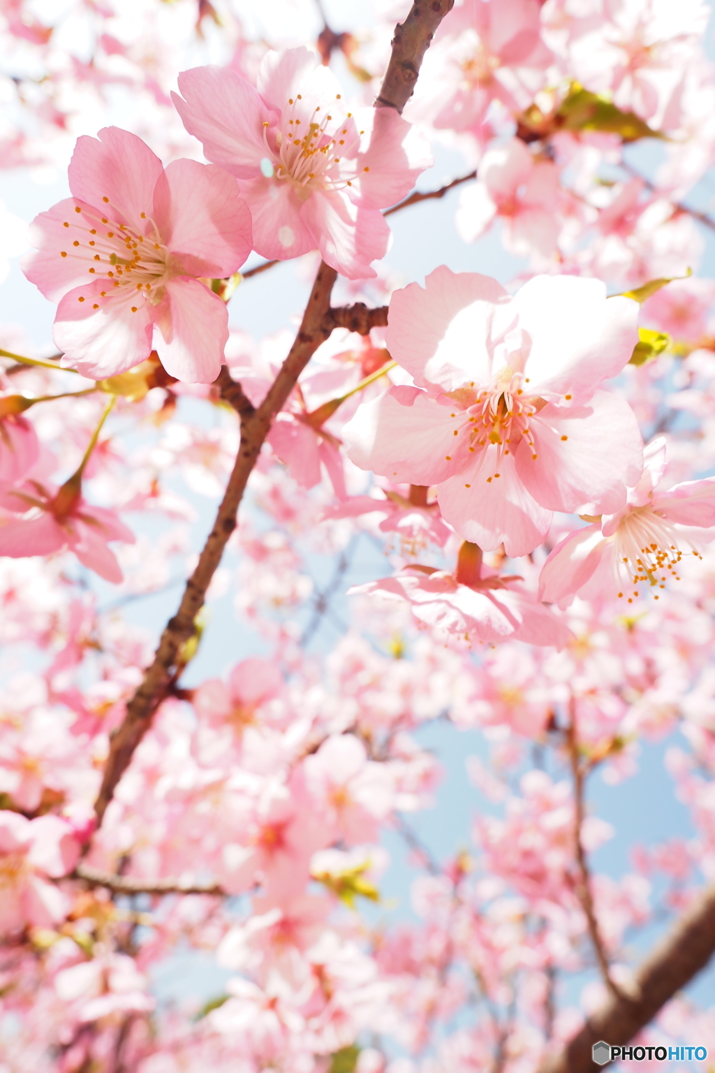 2023同時公開-河津桜・ヤマザクラ