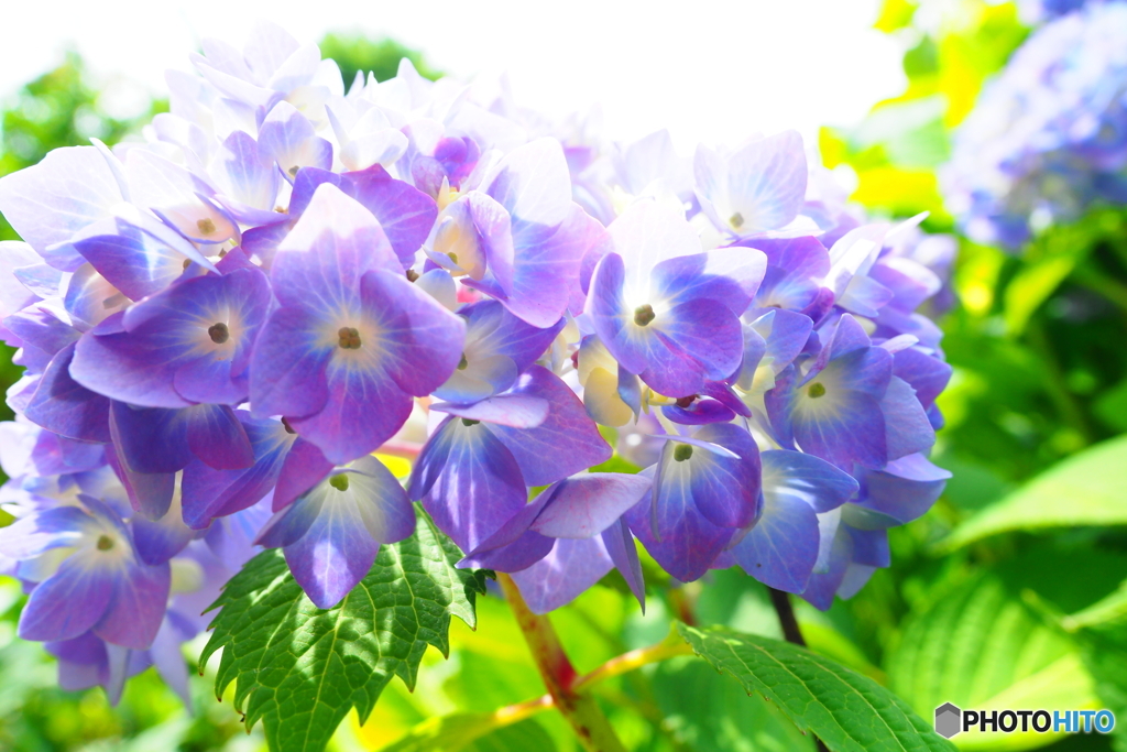 花菖蒲園にイテキタ