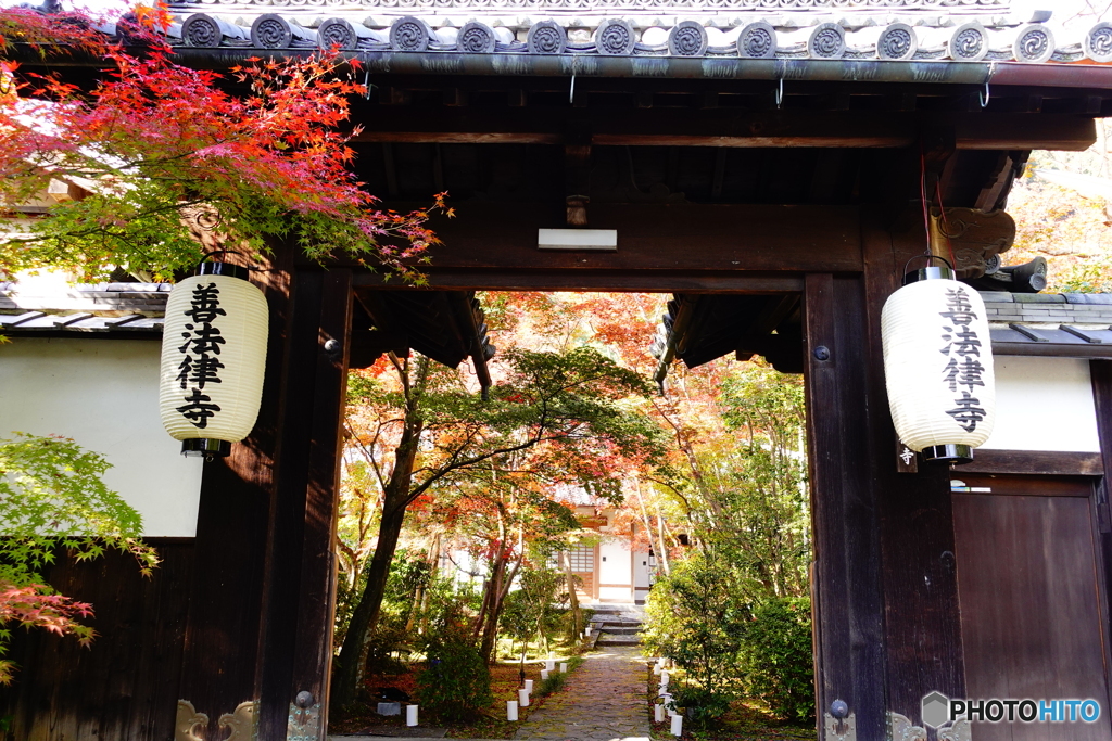 紅い実の京都　