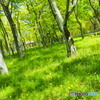 念願の緑が駆けてきました