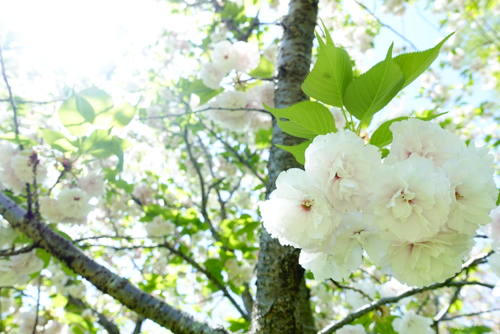 八重桜二重奏