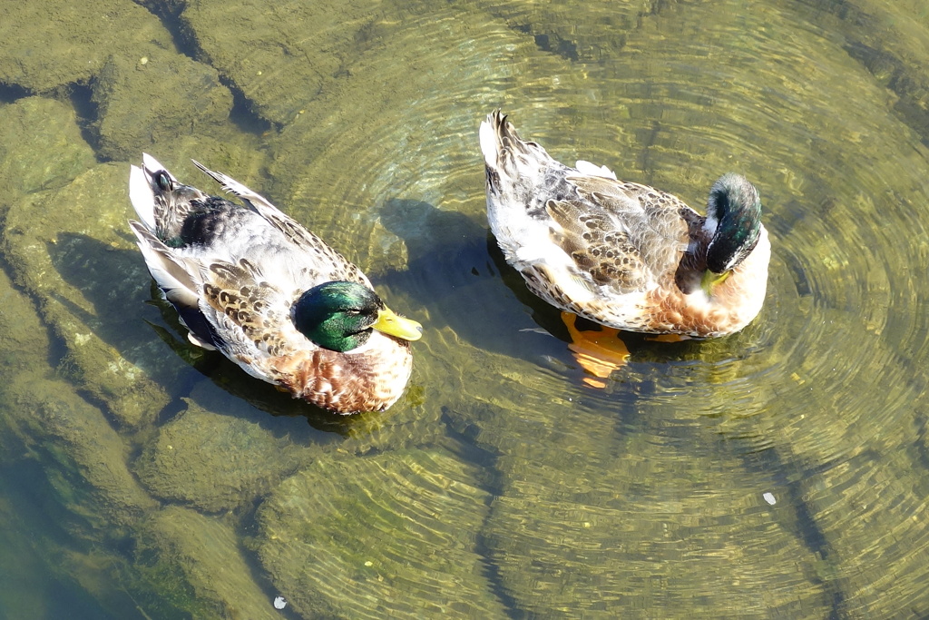 番い鳥?何気ないぶらり