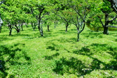 自粛地域。眺める先に緑