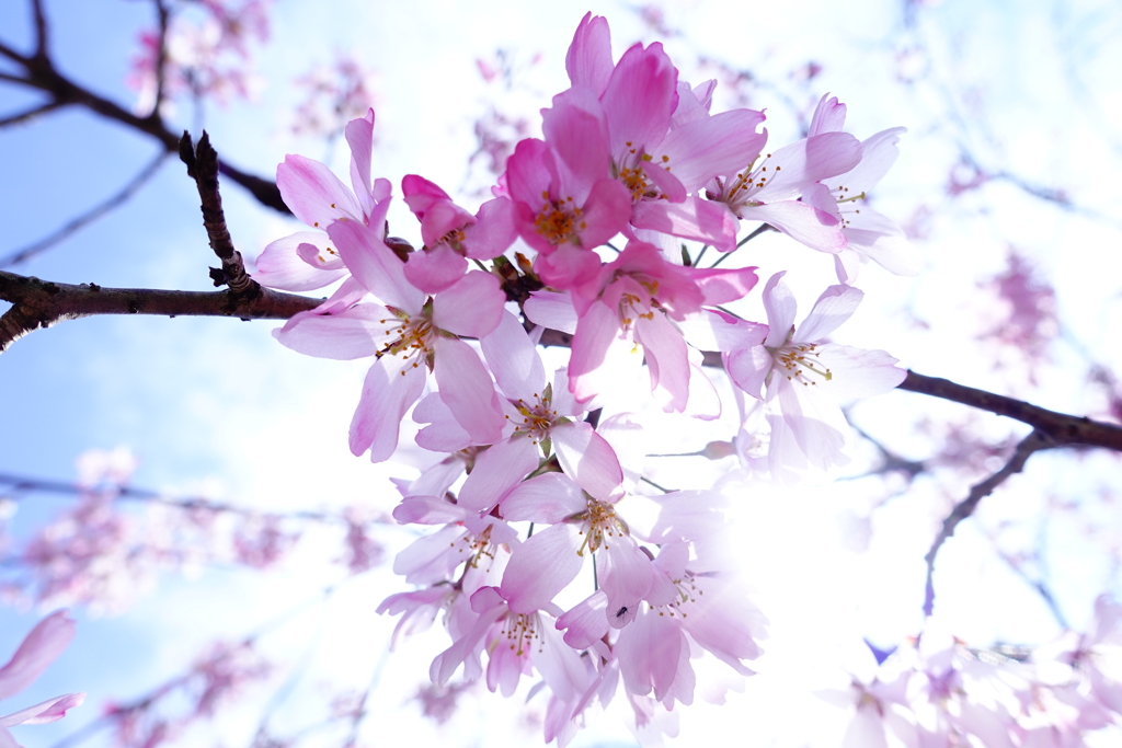 一画だけ満開枝垂桜