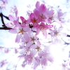 一画だけ満開枝垂桜