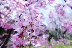 一画だけ満開枝垂桜