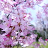 一画だけ満開枝垂桜