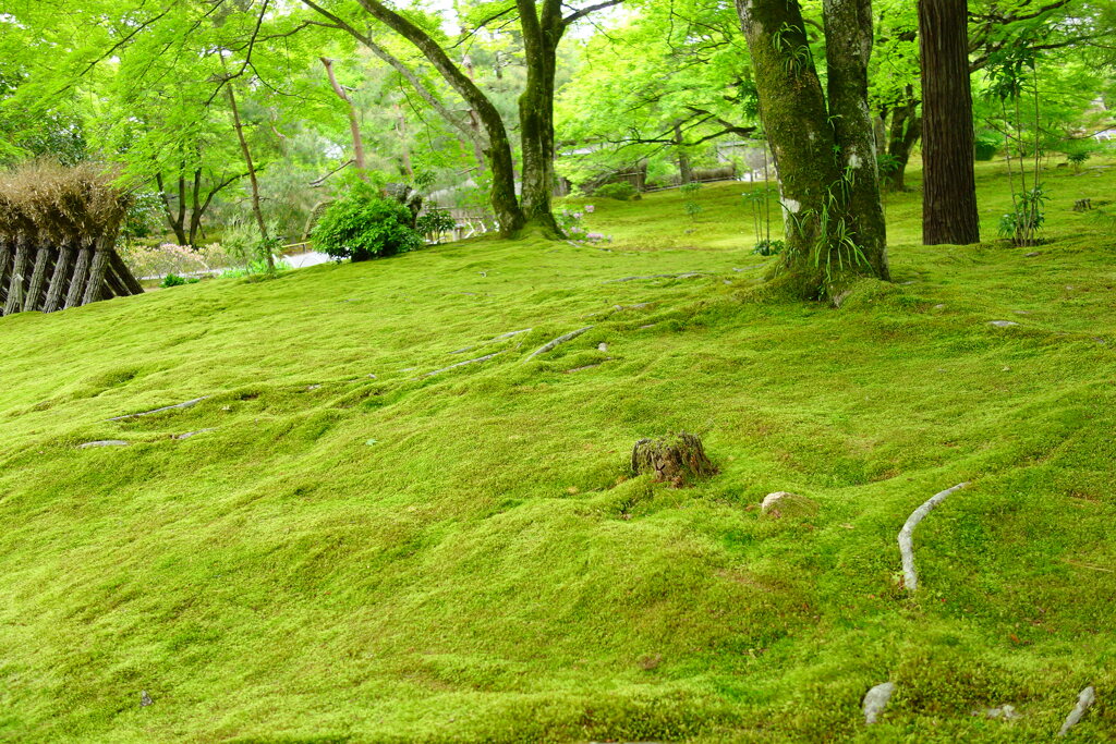 宝厳院　調和された緑