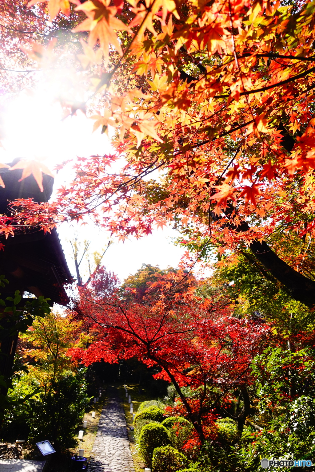 紅い実の京都　