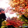 紅い実の京都　