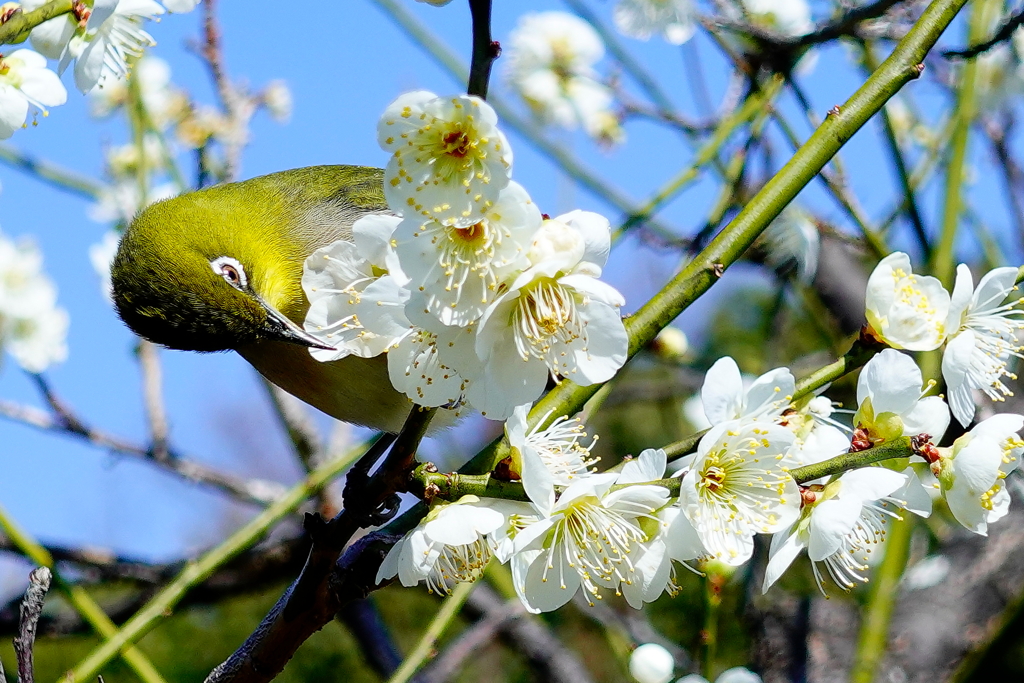 エンカウント_メジロ(後頭部)と梅花