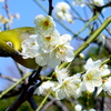 エンカウント_メジロ(後頭部)と梅花
