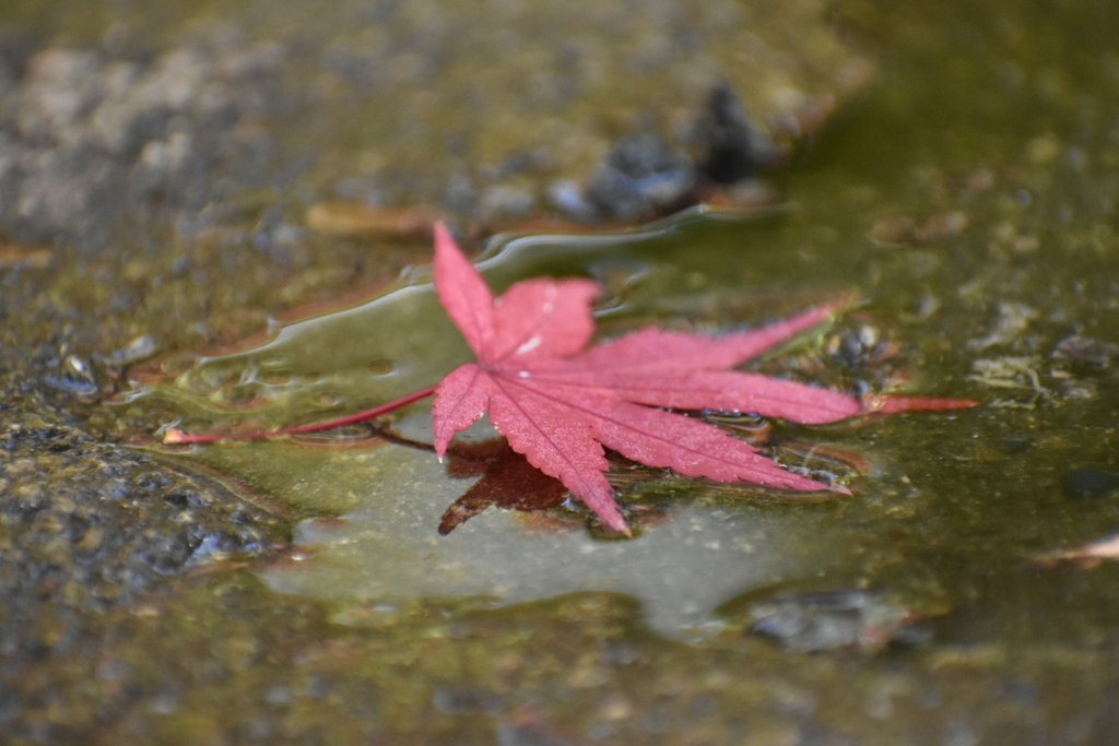 DSC_1258
