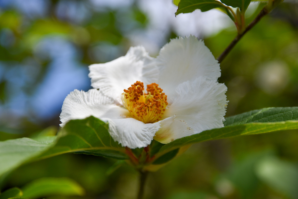 DSC_1721_1　平家物語の、沙羅の花