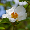 DSC_1721_1　平家物語の、沙羅の花