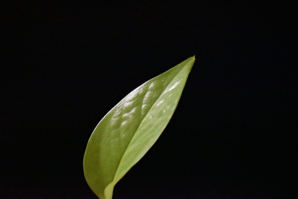 DSC_0219_2