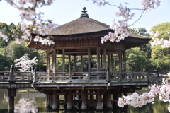 DSC_2566　奈良公園の浮御堂