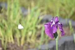 DSC_1600_1